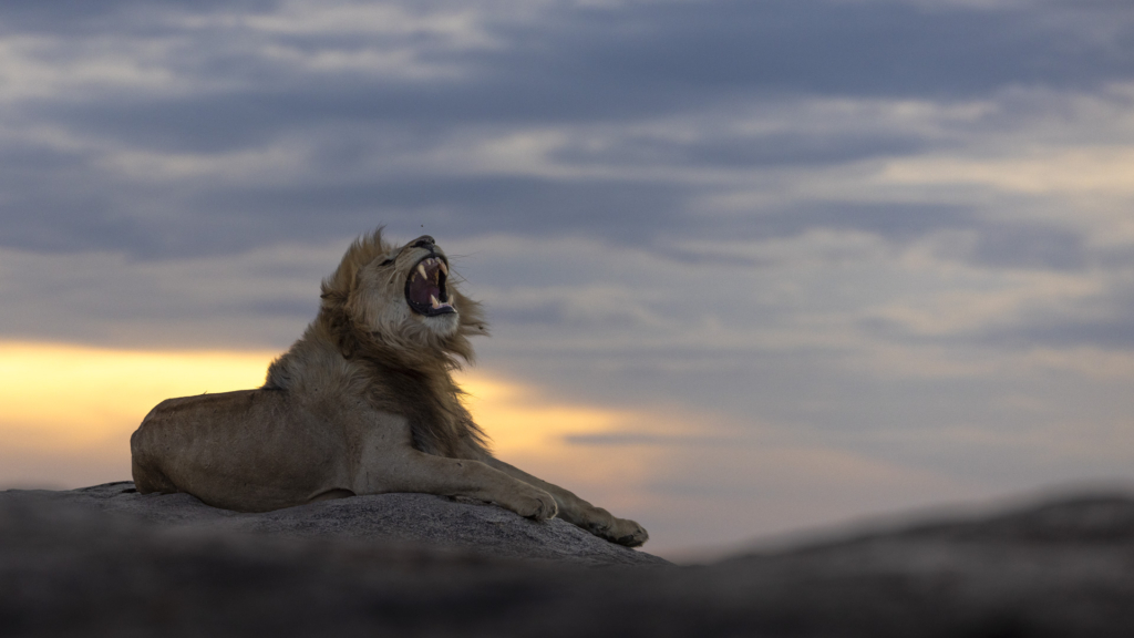 Serengeti, Ngorongoro. lion, lejon, safari, Tanzania, Photo tour, Fotoresa med Wild Nature fotoresor. Foto Johan Siggesson