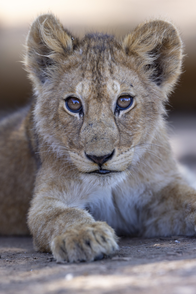 Serengeti, Ngorongoro. lion, lejon, safari, Tanzania, Photo tour, Fotoresa med Wild Nature fotoresor. Foto Johan Siggesson