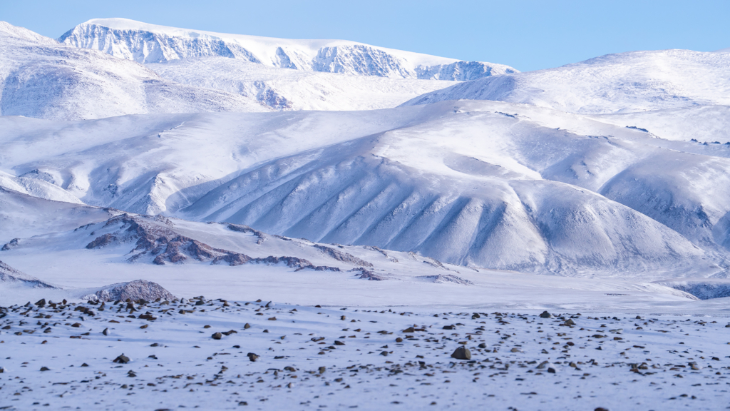 Expedition vilda hästar och vilda katter, Mongoliet. Fotoresa med Wild Nature fotoresor. Foto Magnus Martinsson
snöleopard, snow leopard, Pallaskatt, Pallas cat, Przewalskis häst, Przewalskis horse, wolf, varg, Mongolia, Photo tour