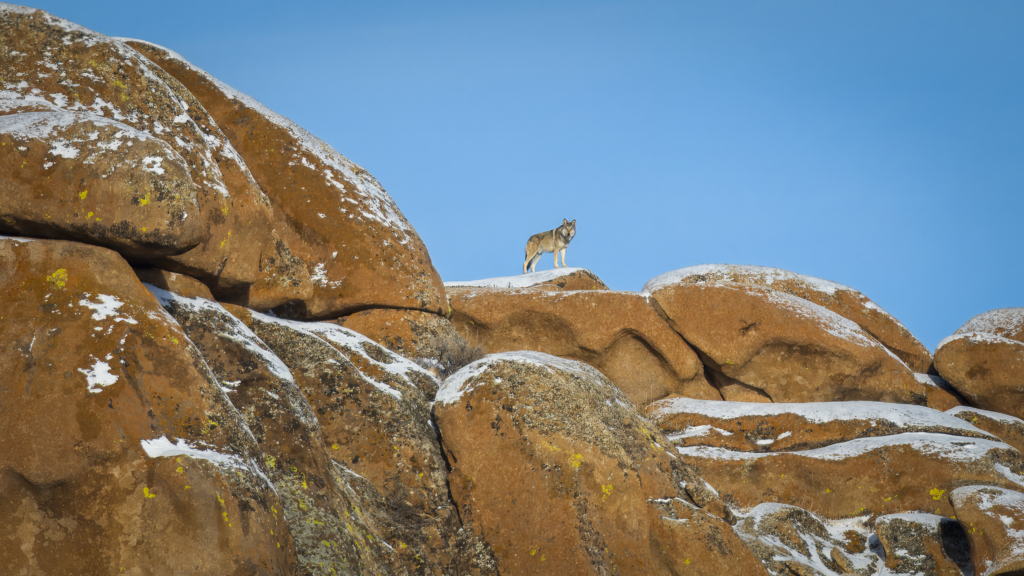 Expedition vilda hästar och vilda katter, Mongoliet. Fotoresa med Wild Nature fotoresor. Foto Frida Hermansson
snöleopard, snow leopard, Pallaskatt, Pallas cat, Przewalskis häst, Przewalskis horse, wolf, varg, Mongolia, Photo tour