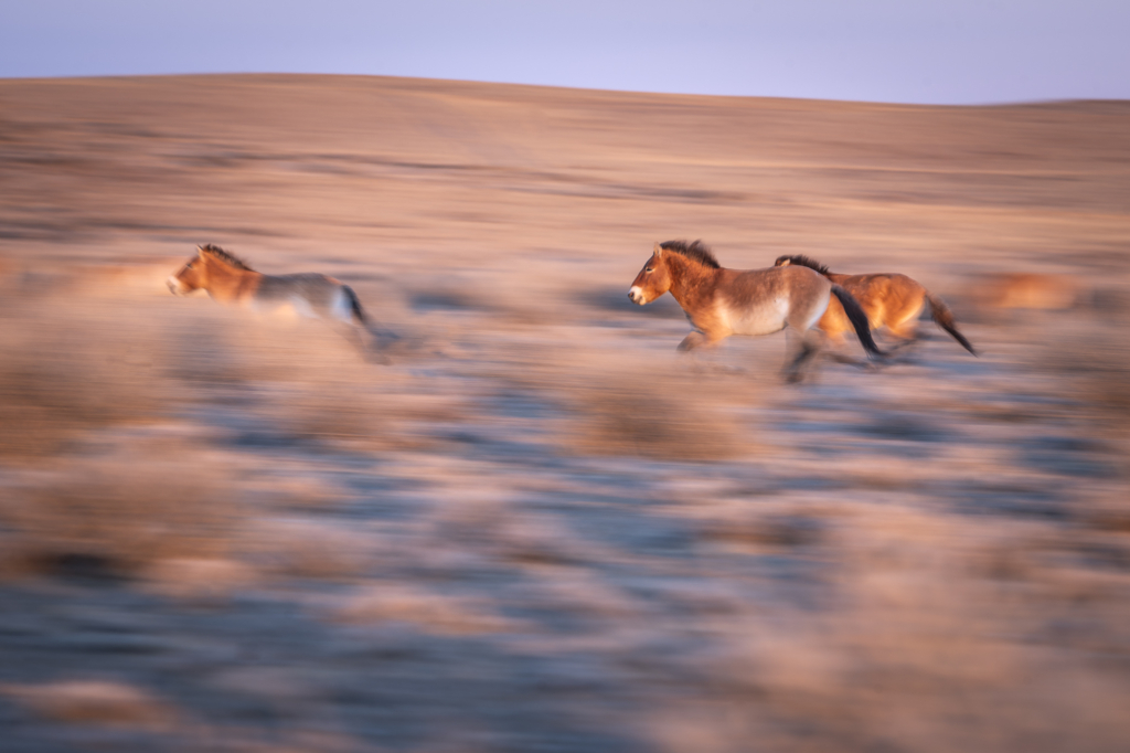 Expedition vilda hästar och vilda katter, Mongoliet. Fotoresa med Wild Nature fotoresor. Foto Frida Hermansson
snöleopard, snow leopard, Pallaskatt, Pallas cat, Przewalskis häst, Przewalskis horse, wolf, varg, Mongolia, Photo tour