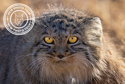 Expedition wild horses and wild cats, Mongolia. Photo tour with Wild Nature Photo Adventures. Photo Magnus Martinsson
snöleopard, snow leopard, Pallaskatt, Pallas cat, Przewalskis häst, Przewalskis horse, Mongolia, Photo tour