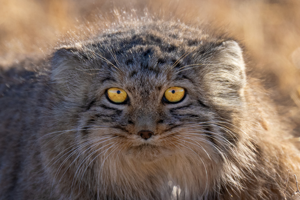 Expedition vilda hästar och vilda katter, Mongoliet. Fotoresa med Wild Nature fotoresor. Foto Magnus Martinsson
snöleopard, snow leopard, Pallaskatt, Pallas cat, Przewalskis häst, Przewalskis horse, wolf, varg, Mongolia, Photo tour