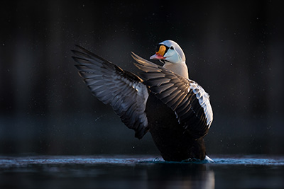 Arktisk vårvinterfågelfest i Varanger, Norge. King eider, praktejder, Fotoresa med Wild Nature fotoresor. Foto Magnus Martinsson