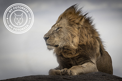 Serengeti, Ngorongoro. lion, lejon, safari, Tanzania, Photo tour, Fotoresa med Wild Nature fotoresor. Foto Johan Siggesson