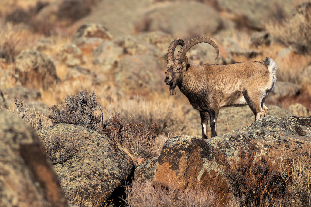 Expedition vilda hästar och vilda katter, Mongoliet. Fotoresa med Wild Nature fotoresor. Foto Magnus Martinsson
snöleopard, snow leopard, Pallaskatt, Pallas cat, Przewalskis häst, Przewalskis horse, wolf, varg, Mongolia, Photo tour