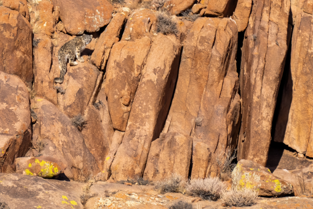 Expedition vilda hästar och vilda katter, Mongoliet. Fotoresa med Wild Nature fotoresor. Foto Magnus Martinsson
snöleopard, snow leopard, Pallaskatt, Pallas cat, Przewalskis häst, Przewalskis horse, wolf, varg, Mongolia, Photo tour