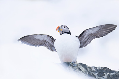 Arktisk vårvinterfågelfest i Varanger, Norge. Puffin, lunefågel, Fotoresa med Wild Nature fotoresor. Foto Magnus Martinsson