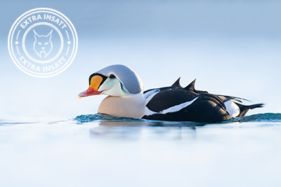 Arktisk vårvinterfågelfest i Varanger, Norge. King eider, praktejder, Fotoresa med Wild Nature fotoresor. Foto Magnus Martinsson