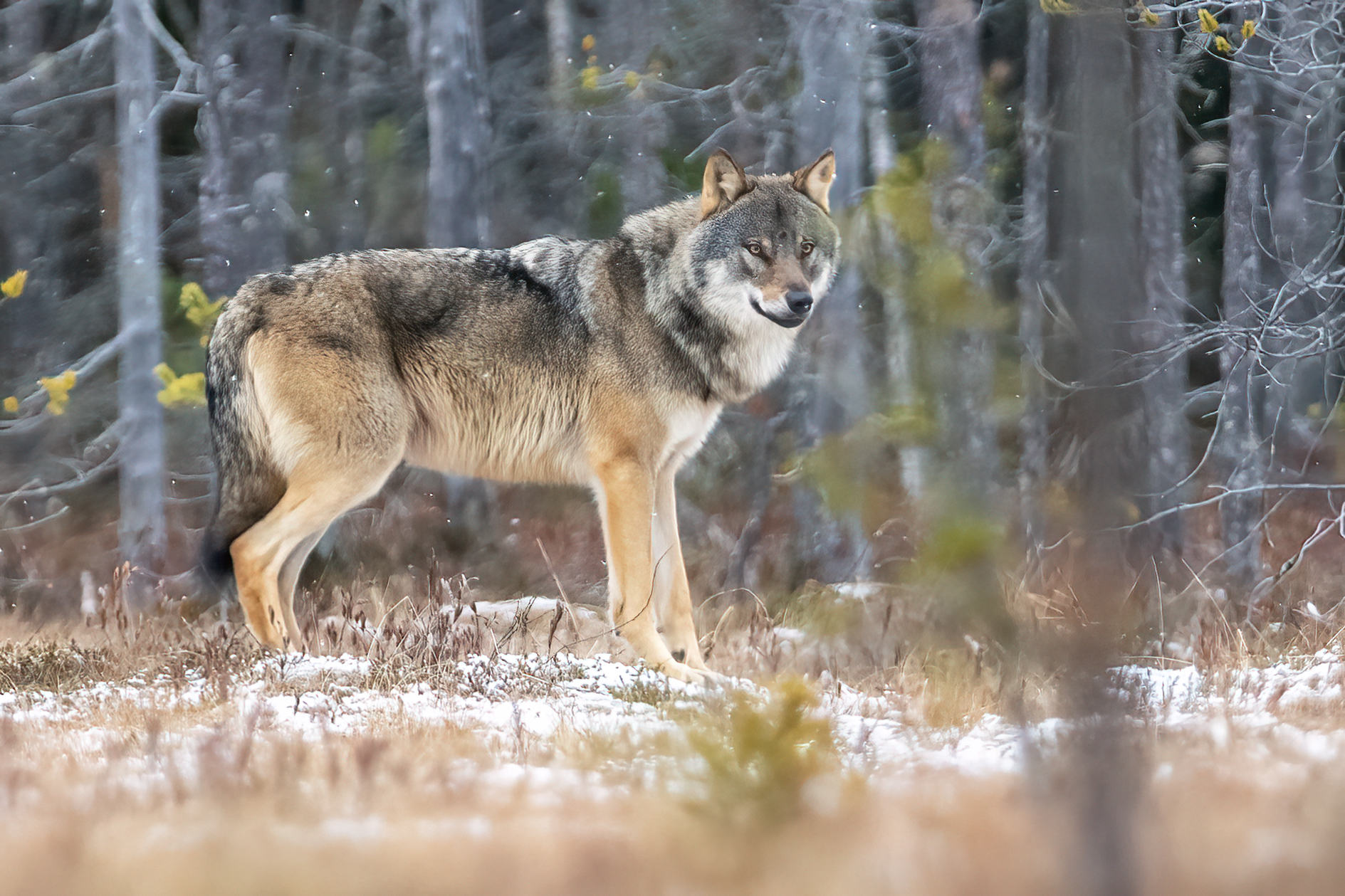 Vintriga vargar i Finland. Fotoresa med Wild Nature fotoresor. Foto Jan Gyllensten, wolf, varg, Finland, Photo tour