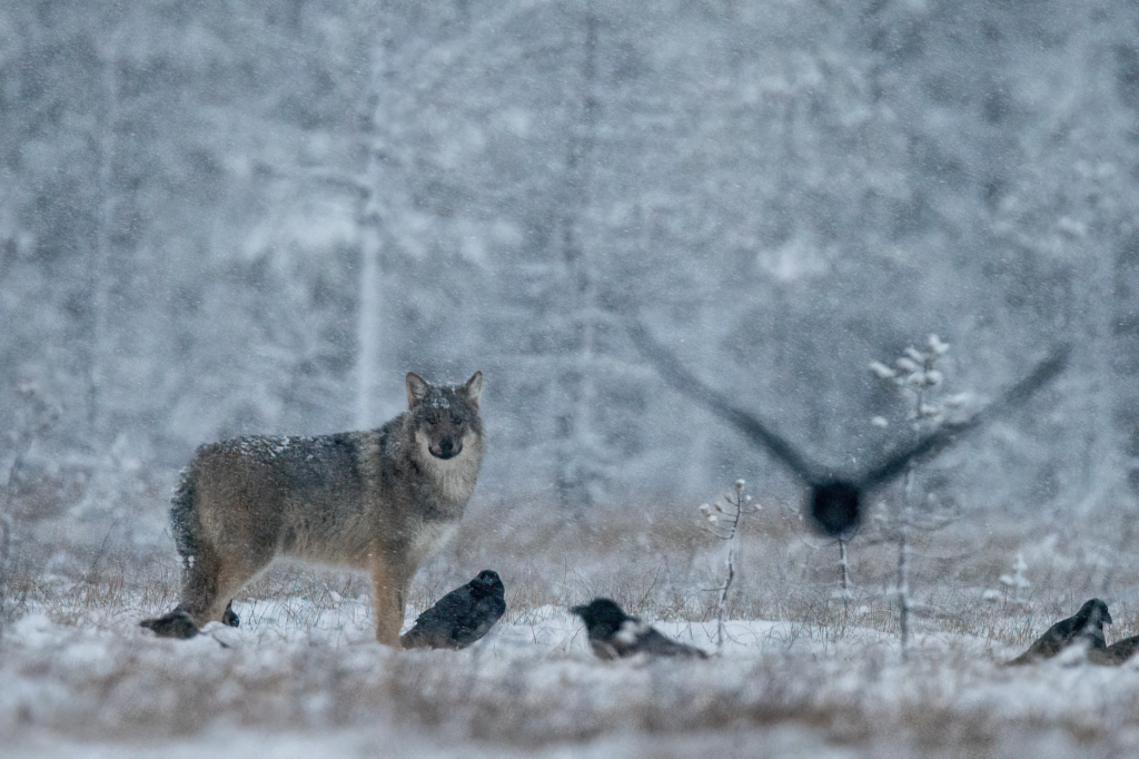 Vintriga vargar i Finland. Fotoresa med Wild Nature fotoresor. Foto Jan Gyllensten, wolf, varg, Finland, Photo tour