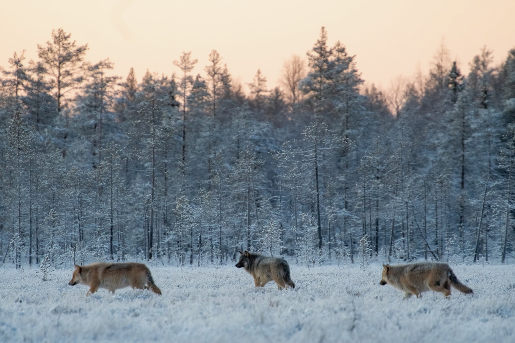 Vintriga vargar i Finland. Fotoresa med Wild Nature fotoresor. Foto Jan Gyllensten, wolf, varg, Finland, Photo tour