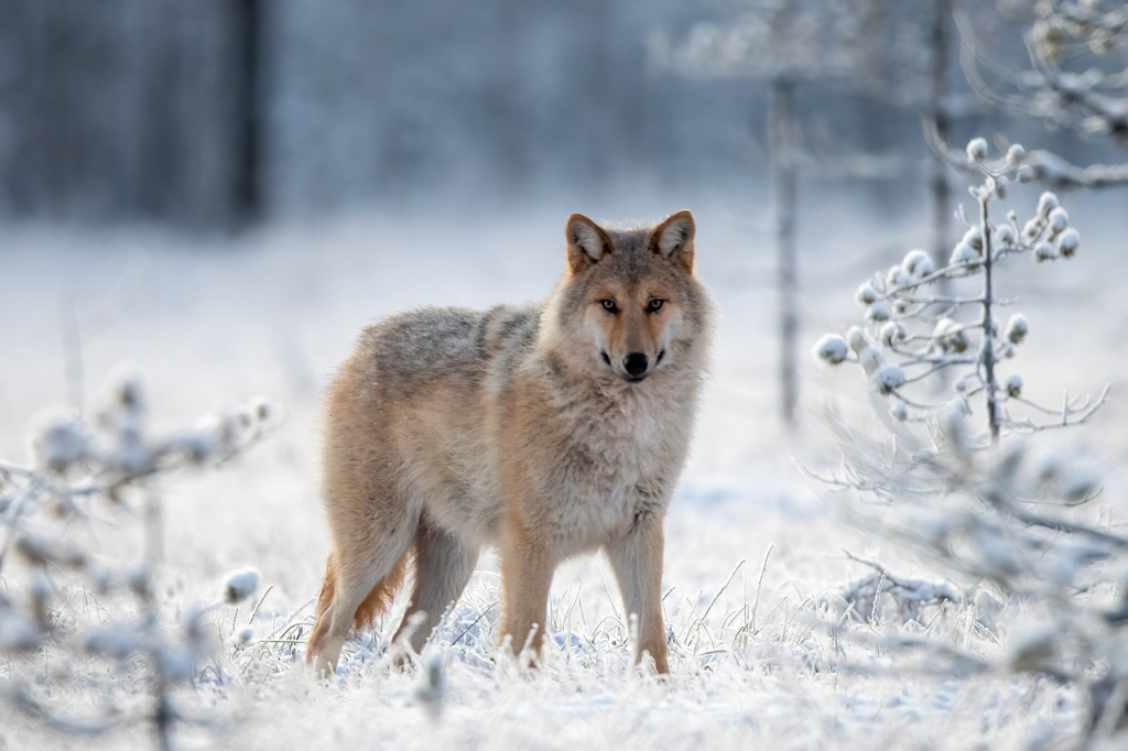 Vintriga vargar i Finland. Fotoresa med Wild Nature fotoresor. Foto Jan Gyllensten, wolf, varg, Finland, Photo tour