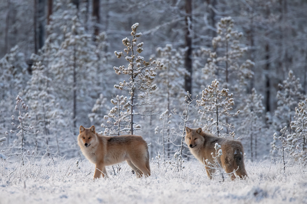 Vintriga vargar i Finland. Fotoresa med Wild Nature fotoresor. Foto Jan Gyllensten, wolf, varg, Finland, Photo tour