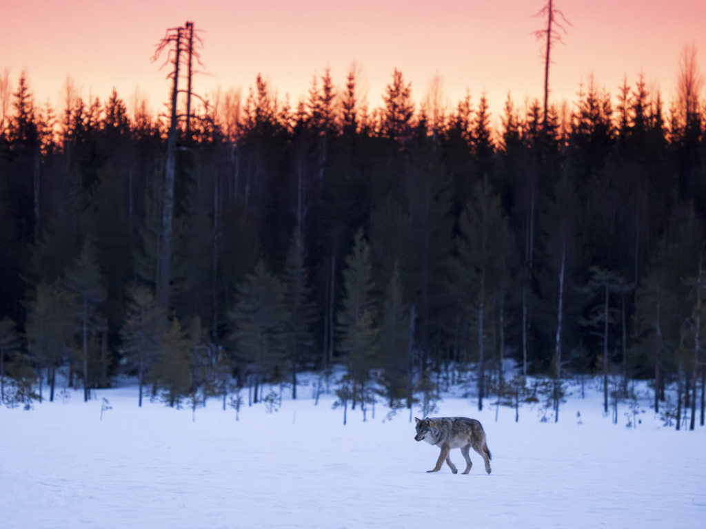 Vintriga vargar i Finland. Fotoresa med Wild Nature fotoresor. Foto Henrik Karlsson, wolf, varg, Finland, Photo tour