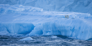 Reseledare, fotografisk ledare, Anders Geidemark, Wild Nature Fotoresor, Photo tours, Tour leader, Photographic leader, polar bear, isbjörn, svalbard, Spitsbergen