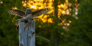 Reseledare, fotografisk ledare, Anders Geidemark, Wild Nature Fotoresor, Photo tours, Tour leader, Photographic leader, Great grey owl, lappuggla