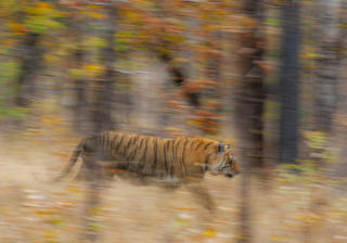 Reseledare, fotografisk ledare, Anders Geidemark, Wild Nature Fotoresor, Photo tours, Tour leader, Photographic leader, tiger