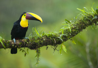 Reseledare, fotografisk ledare, Anders Geidemark, Wild Nature Fotoresor, Photo tours, Tour leader, Photographic leader, Tucan, tukan