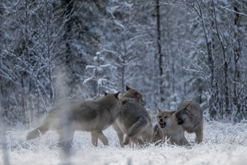 Vintriga vargar i Finland. Fotoresa med Wild Nature fotoresor. Foto Jan Gyllensten, wolf, varg, Finland, Photo tour