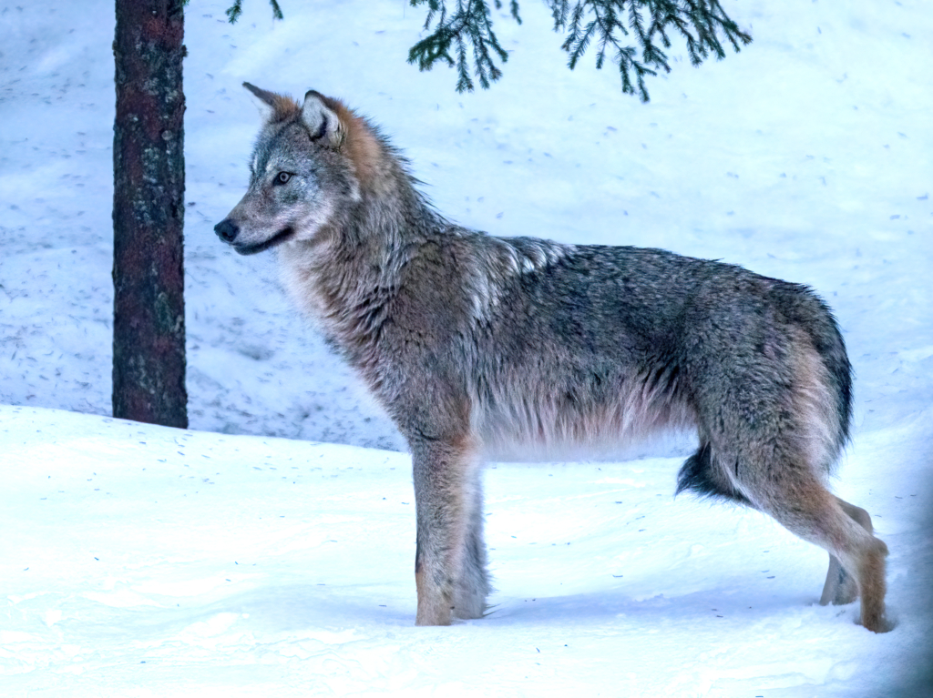 Vintriga vargar i Finland. Fotoresa med Wild Nature fotoresor. Foto Jan Gyllensten, wolf, varg, Finland, Photo tour