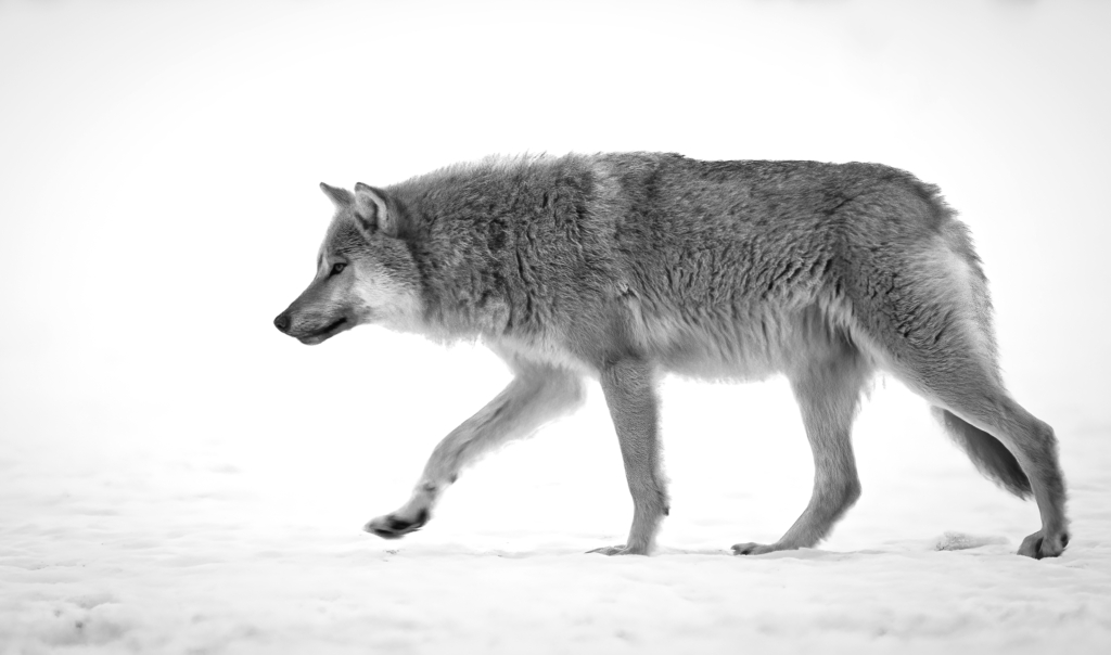 Vintriga vargar i Finland. Fotoresa med Wild Nature fotoresor. Foto Jan Gyllensten, wolf, varg, Finland, Photo tour