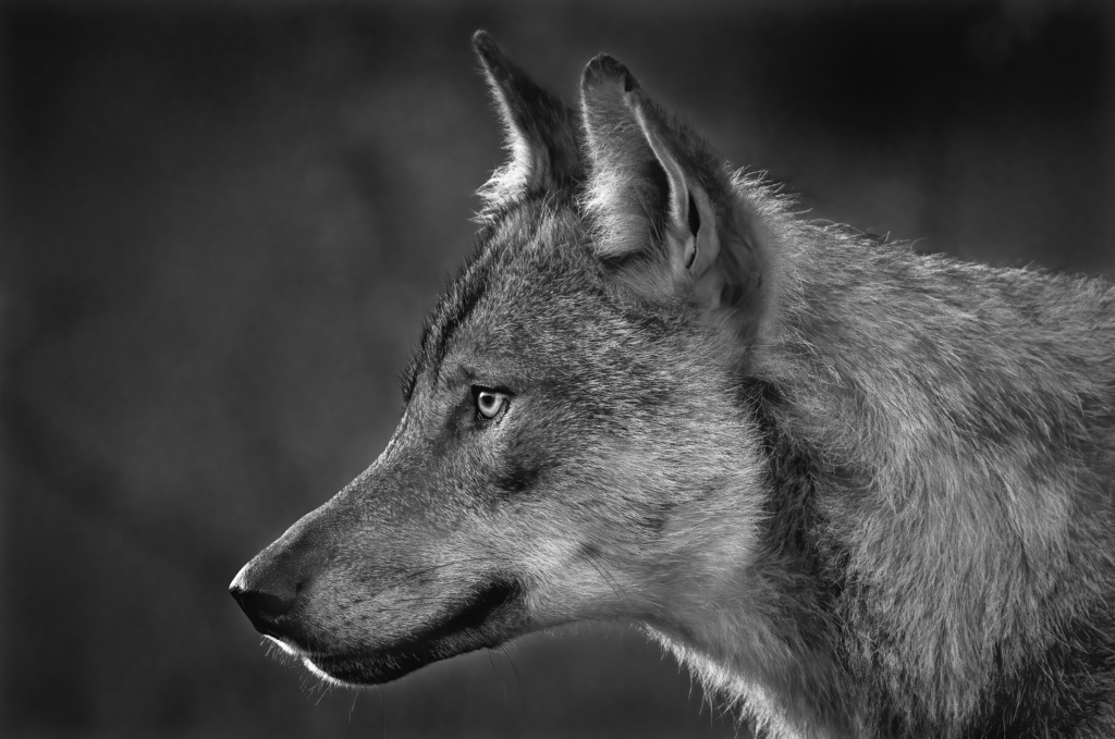 Vintriga vargar i Finland. Fotoresa med Wild Nature fotoresor. Foto Jan Gyllensten, wolf, varg, Finland, Photo tour