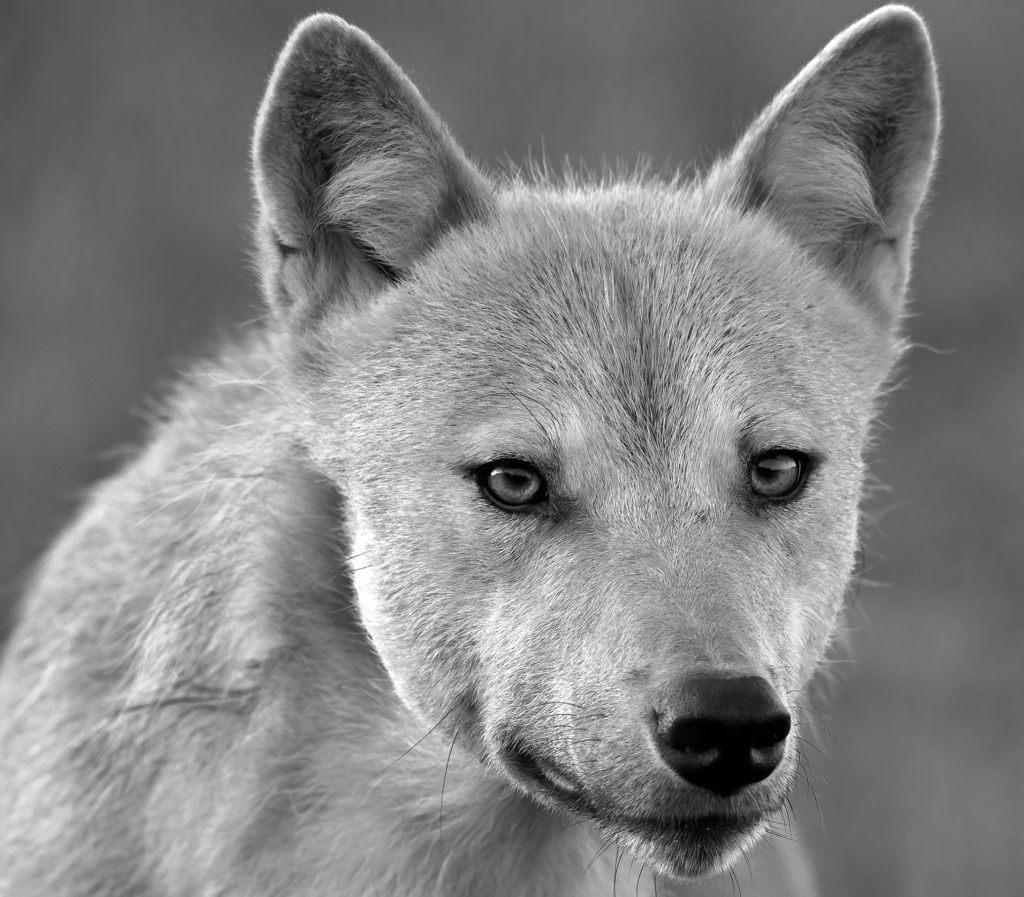 Vintriga vargar i Finland. Fotoresa med Wild Nature fotoresor. Foto Jan Gyllensten, wolf, varg, Finland, Photo tour