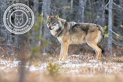 Vintriga vargar i Finland. Fotoresa med Wild Nature fotoresor. Foto Jan Gyllensten, wolf, varg, Finland, Photo tour