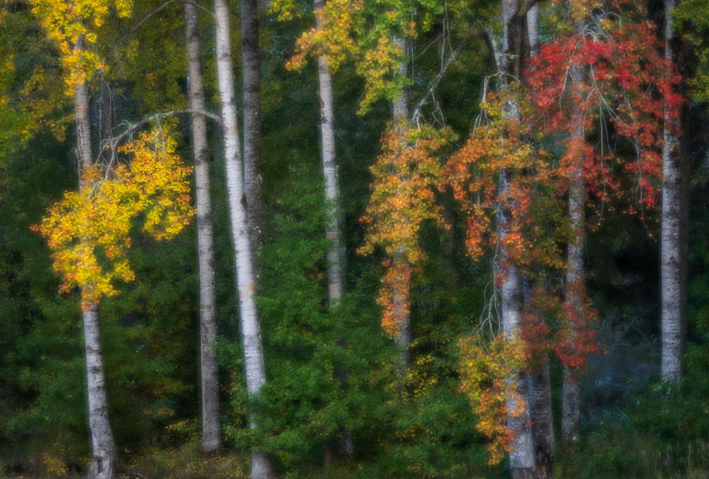 Stora och små landskap vid nedre dalälven, Färnebofjärdens nationalpark. Fotoresa med Wild Nature fotoresor. Foto Jonathan Stenvall