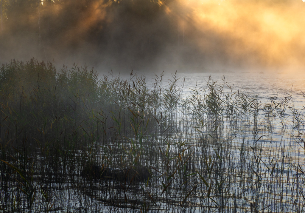 Stora och små landskap vid nedre dalälven, Färnebofjärdens nationalpark. Fotoresa med Wild Nature fotoresor. Foto Jonathan Stenvall