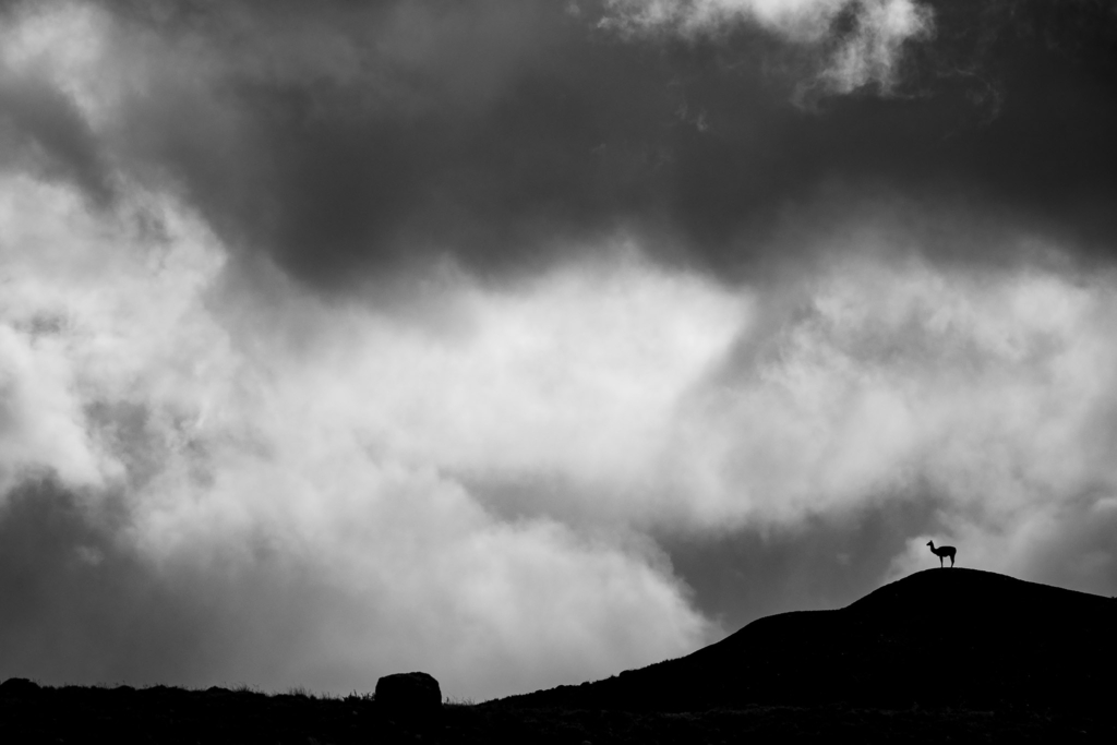 Pumor och kondorer i Patagonien, Chile. Fotoresa med Wild Nature fotoresor. Foto: Floris Smeets
Photo tour Patagonia, Condor, Mountain lion, Puma, Guanaco, Rhea, Torres del Paine