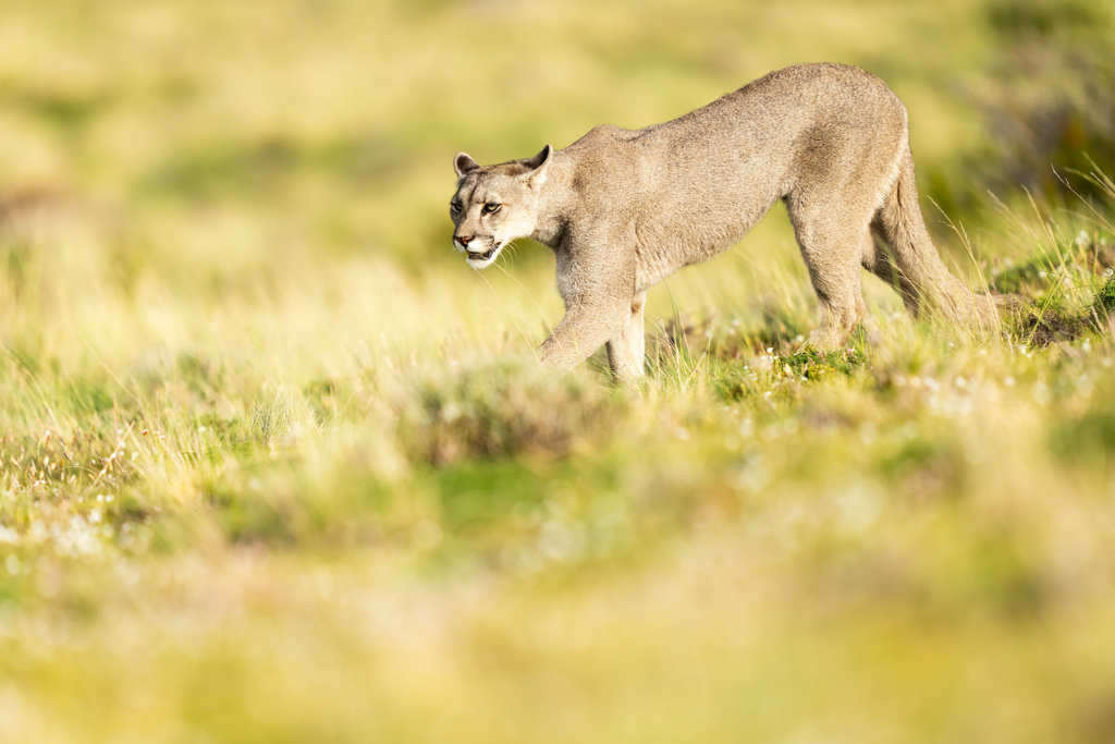 Pumor och kondorer i Patagonien, Chile. Fotoresa med Wild Nature fotoresor. Foto: Floris Smeets
Photo tour Patagonia, Condor, Mountain lion, Puma, Guanaco, Rhea, Torres del Paine