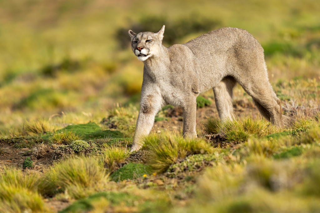 Pumor och kondorer i Patagonien, Chile. Fotoresa med Wild Nature fotoresor. Foto: Floris Smeets
Photo tour Patagonia, Condor, Mountain lion, Puma, Guanaco, Rhea, Torres del Paine