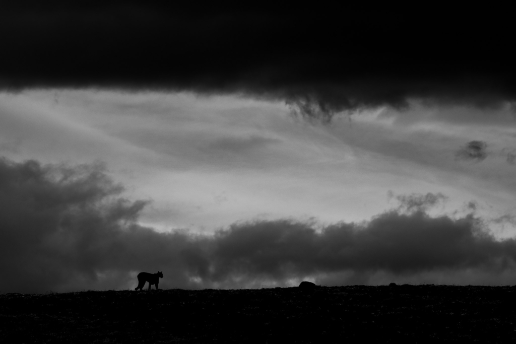 Pumor och kondorer i Patagonien, Chile. Fotoresa med Wild Nature fotoresor. Foto: Floris Smeets
Photo tour Patagonia, Condor, Mountain lion, Puma, Guanaco, Rhea, Torres del Paine