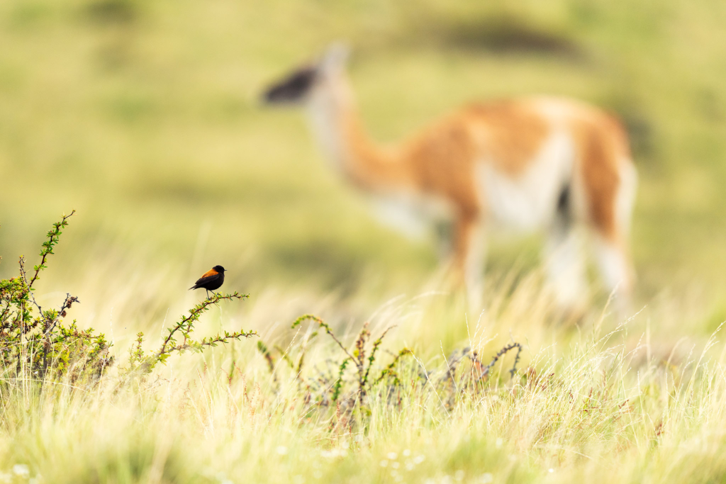 Pumor och kondorer i Patagonien, Chile. Fotoresa med Wild Nature fotoresor. Foto: Floris Smeets
Photo tour Patagonia, Condor, Mountain lion, Puma, Guanaco, Rhea, Torres del Paine