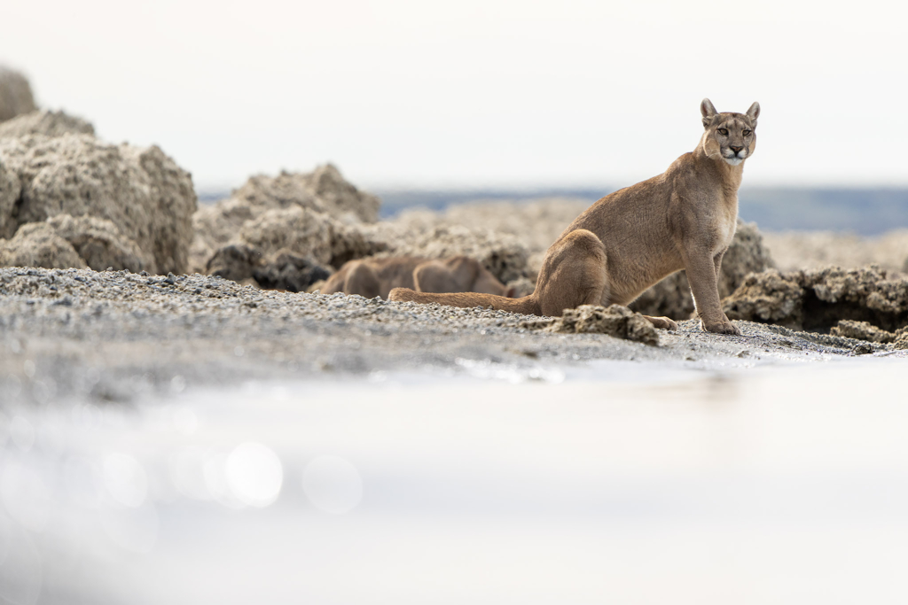 Pumor och kondorer i Patagonien, Chile. Fotoresa med Wild Nature fotoresor. Foto: Floris Smeets
Photo tour Patagonia, Condor, Mountain lion, Puma, Guanaco, Rhea, Torres del Paine