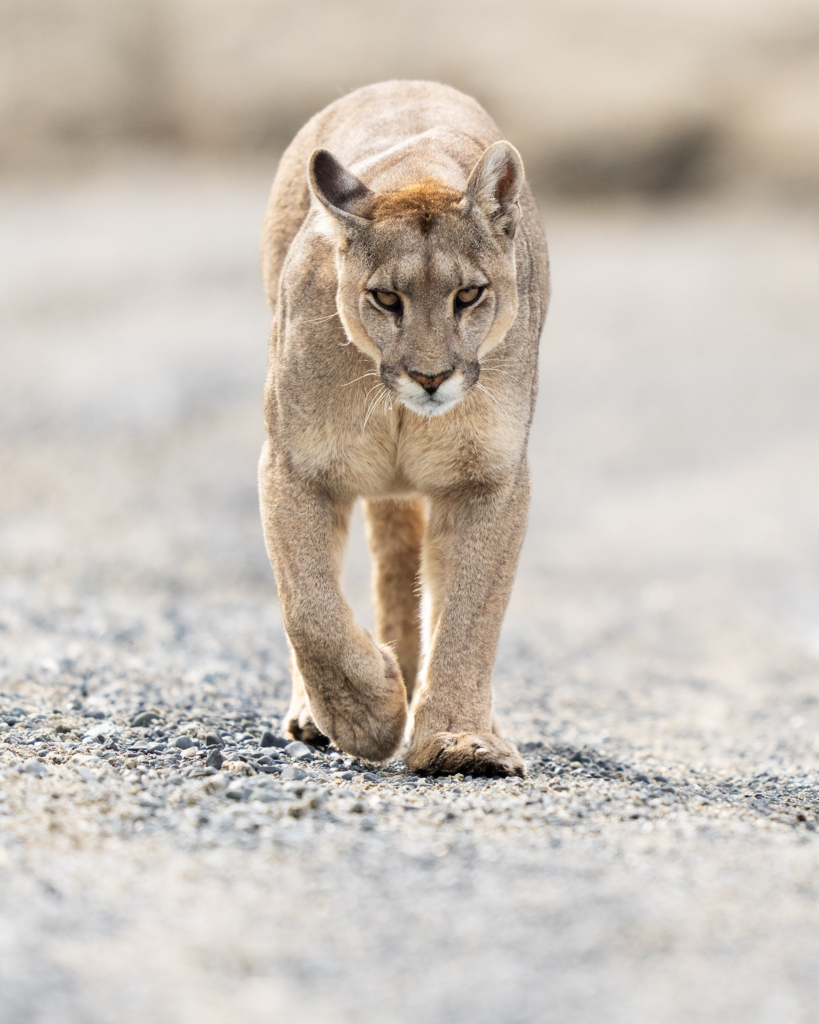 Pumor och kondorer i Patagonien, Chile. Fotoresa med Wild Nature fotoresor. Foto: Floris Smeets
Photo tour Patagonia, Condor, Mountain lion, Puma, Guanaco, Rhea, Torres del Paine