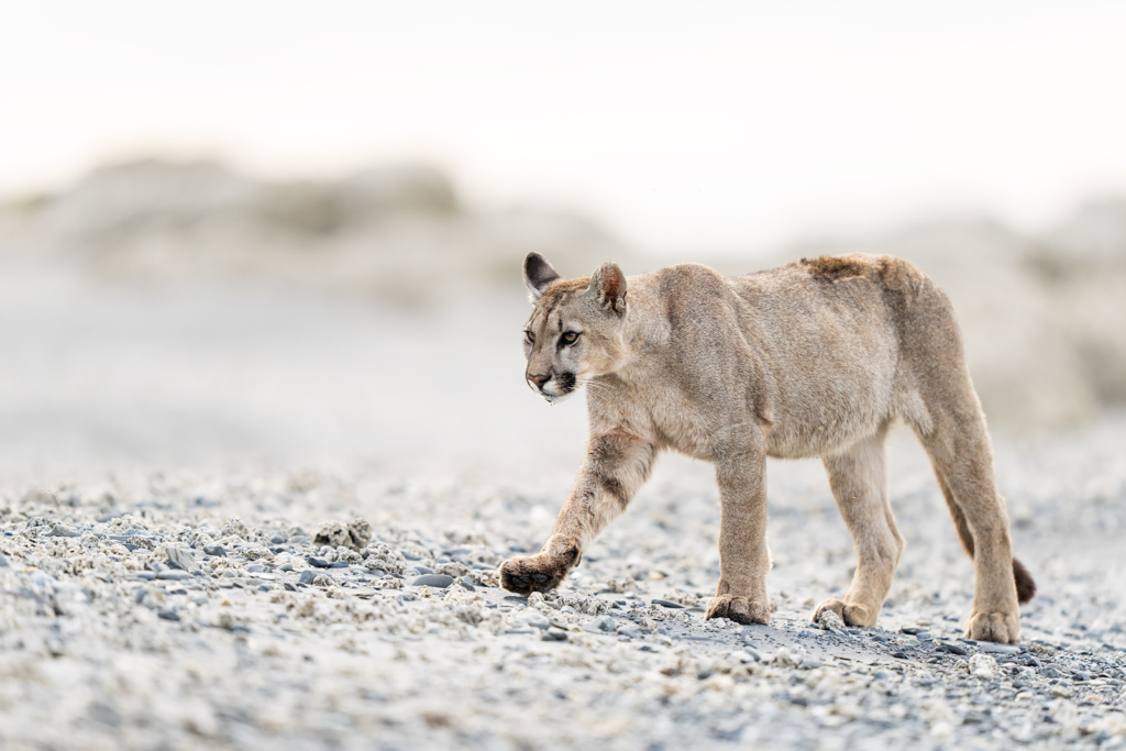 Pumor och kondorer i Patagonien, Chile. Fotoresa med Wild Nature fotoresor. Foto: Floris Smeets
Photo tour Patagonia, Condor, Mountain lion, Puma, Guanaco, Rhea, Torres del Paine