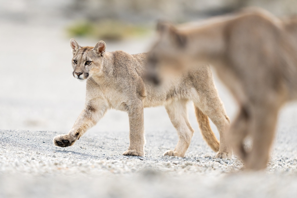 Pumor och kondorer i Patagonien, Chile. Fotoresa med Wild Nature fotoresor. Foto: Floris Smeets
Photo tour Patagonia, Condor, Mountain lion, Puma, Guanaco, Rhea, Torres del Paine