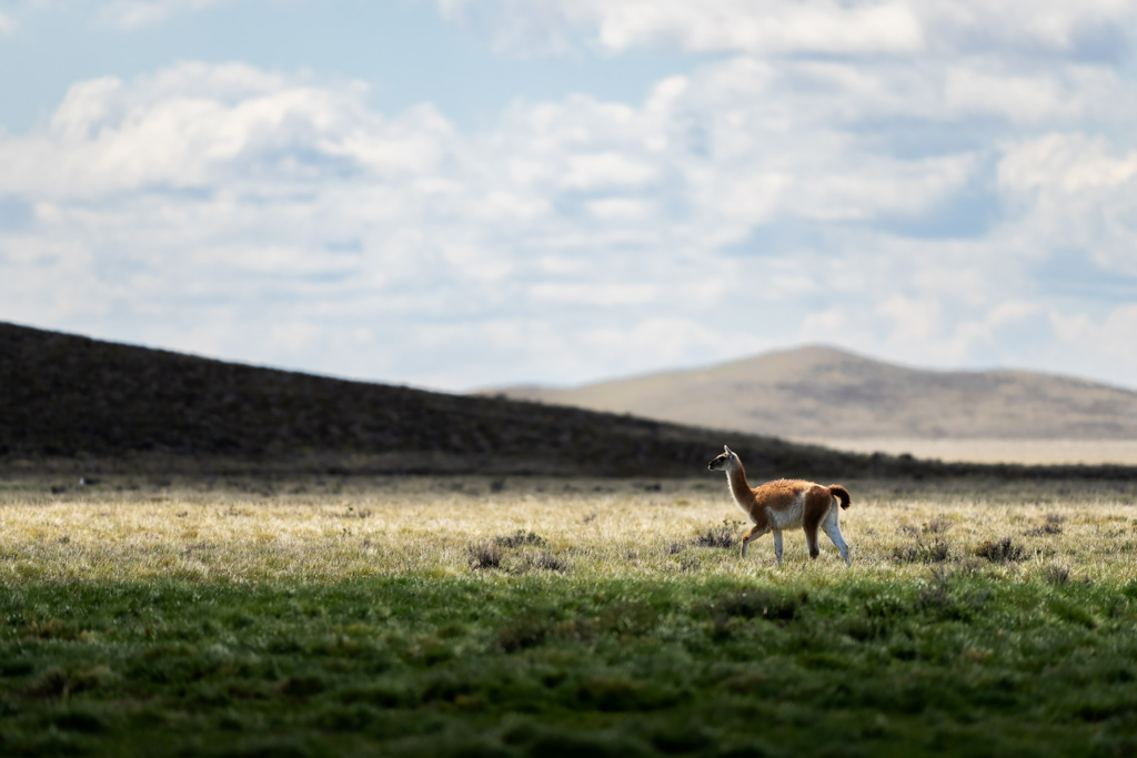 Pumor och kondorer i Patagonien, Chile. Fotoresa med Wild Nature fotoresor. Foto: Floris Smeets
Photo tour Patagonia, Condor, Mountain lion, Puma, Guanaco, Rhea, Torres del Paine