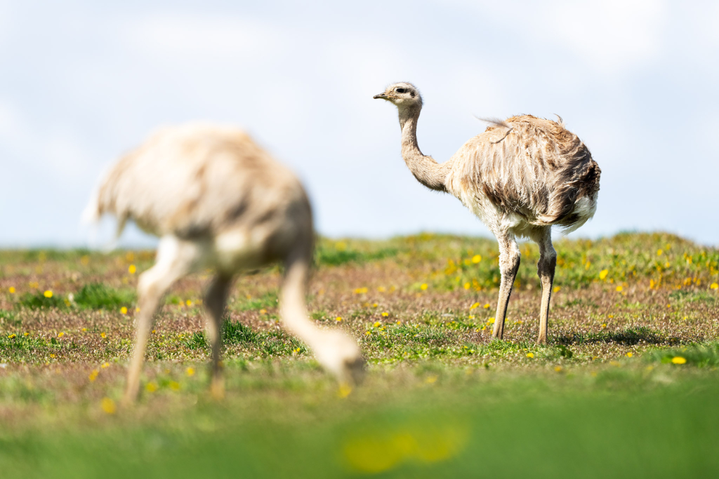 Pumor och kondorer i Patagonien, Chile. Fotoresa med Wild Nature fotoresor. Foto: Floris Smeets
Photo tour Patagonia, Condor, Mountain lion, Puma, Guanaco, Rhea, Torres del Paine