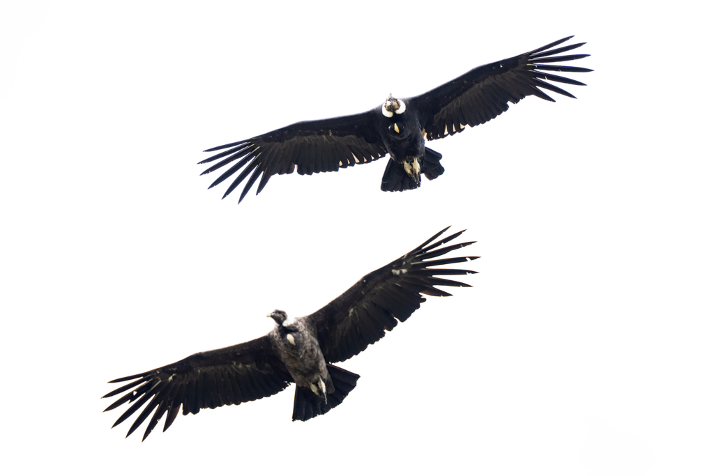 Pumor och kondorer i Patagonien, Chile. Fotoresa med Wild Nature fotoresor. Foto: Floris Smeets
Photo tour Patagonia, Condor, Mountain lion, Puma, Guanaco, Rhea, Torres del Paine