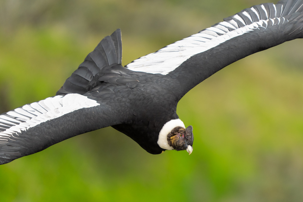 Pumor och kondorer i Patagonien, Chile. Fotoresa med Wild Nature fotoresor. Foto: Floris Smeets
Photo tour Patagonia, Condor, Mountain lion, Puma, Guanaco, Rhea, Torres del Paine