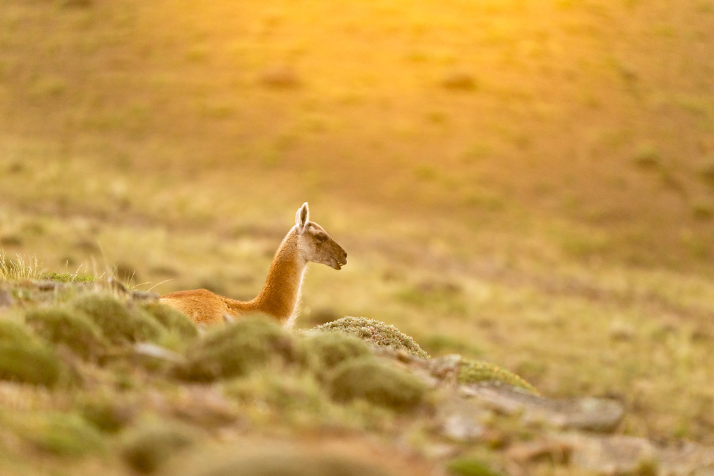 Pumor och kondorer i Patagonien, Chile. Fotoresa med Wild Nature fotoresor. Foto: Floris Smeets
Photo tour Patagonia, Condor, Mountain lion, Puma, Guanaco, Rhea, Torres del Paine