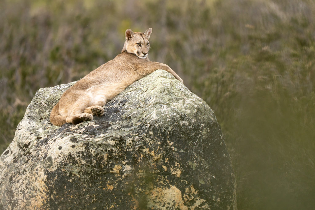 Pumor och kondorer i Patagonien, Chile. Fotoresa med Wild Nature fotoresor. Foto: Floris Smeets
Photo tour Patagonia, Condor, Mountain lion, Puma, Guanaco, Rhea, Torres del Paine