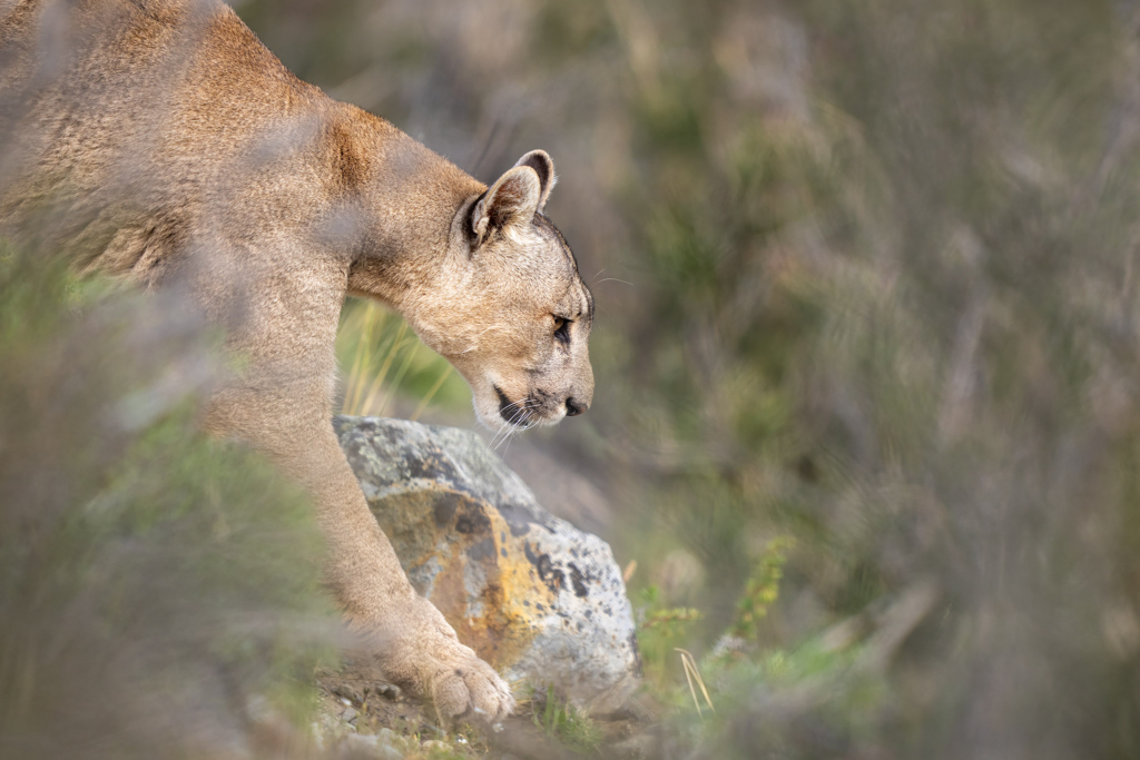 Pumor och kondorer i Patagonien, Chile. Fotoresa med Wild Nature fotoresor. Foto: Floris Smeets
Photo tour Patagonia, Condor, Mountain lion, Puma, Guanaco, Rhea, Torres del Paine