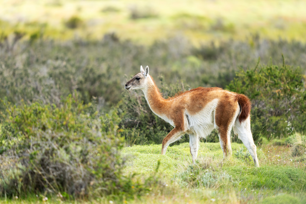 Pumor och kondorer i Patagonien, Chile. Fotoresa med Wild Nature fotoresor. Foto: Floris Smeets
Photo tour Patagonia, Condor, Mountain lion, Puma, Guanaco, Rhea, Torres del Paine