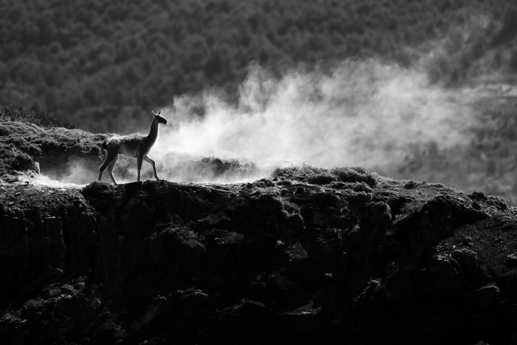 Pumor och kondorer i Patagonien, Chile. Fotoresa med Wild Nature fotoresor. Foto: Floris Smeets
Photo tour Patagonia, Condor, Mountain lion, Puma, Guanaco, Rhea, Torres del Paine