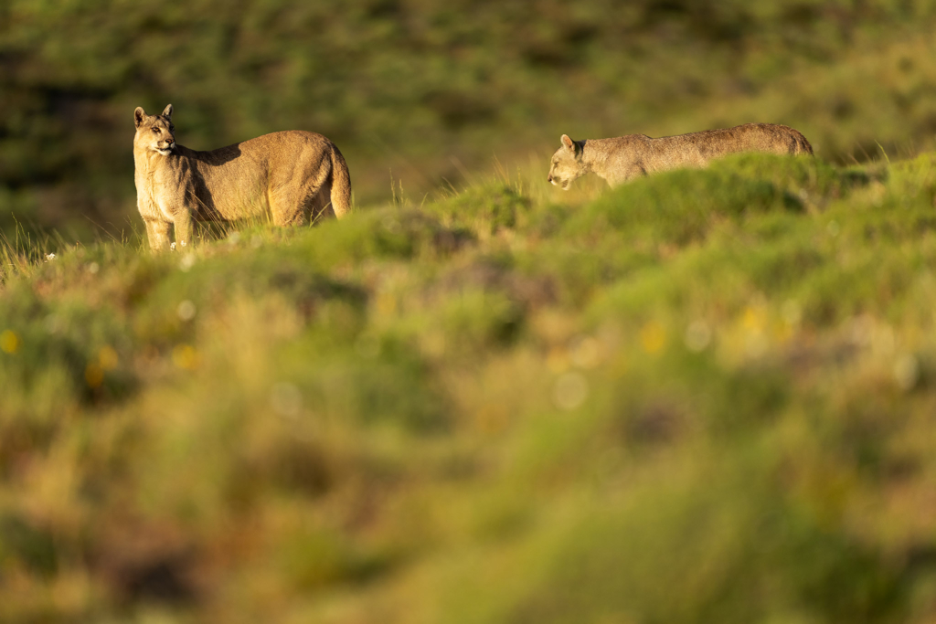 Pumor och kondorer i Patagonien, Chile. Fotoresa med Wild Nature fotoresor. Foto: Floris Smeets
Photo tour Patagonia, Condor, Mountain lion, Puma, Guanaco, Rhea, Torres del Paine